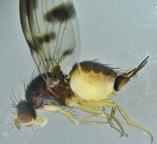 Palloptera umbellatarum